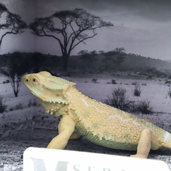 Animal World Sürüngen Serisi (4 Asorti)