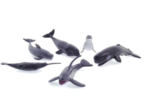 6lı Deniz Hayvanları